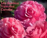 Valentine Camelia