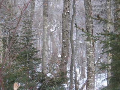 Vermont January 2004
