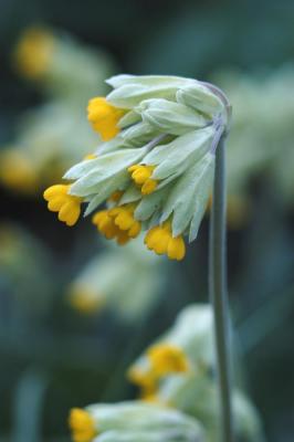 Primula-veris.jpg