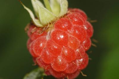 Rubus-idaeus.jpg