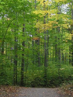 Trees in St Bruno Park 13