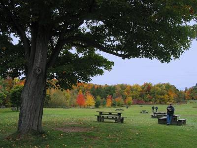 Autumn and trees in St Bruno Park 10