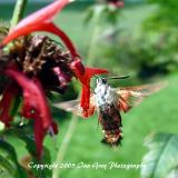 Hummingbird Moth 1