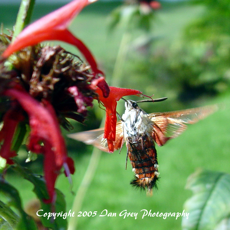 Hummingbird Moth 1