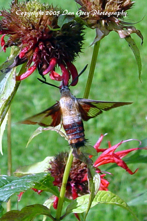 Hummingbird Moth 4