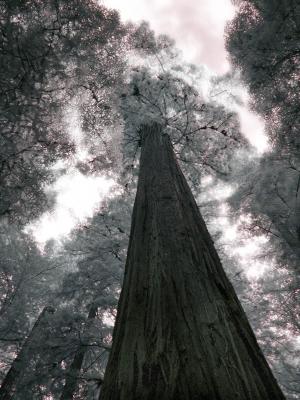 Humboldt County Redwoods