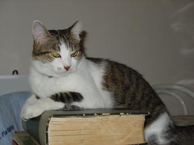 bookworm kitty