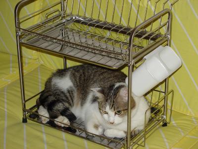 u39/icky/medium/39394702.kitty.jpg