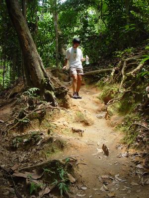 Bukit Timah walking trail