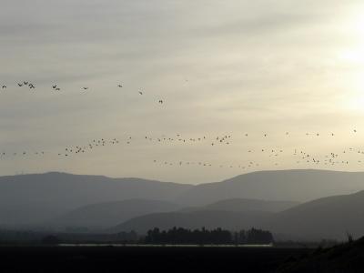 Cranes flight at sunset
