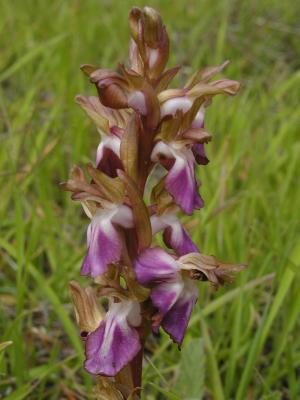 Orchis Collina