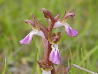 Orchis Collina