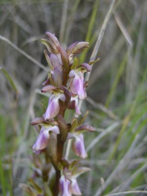 Orchis Collina