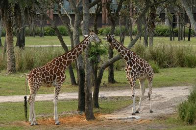 The view from Animal Kingdom Lodge room 2517