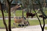 The view from Animal Kingdom Lodge room 2517