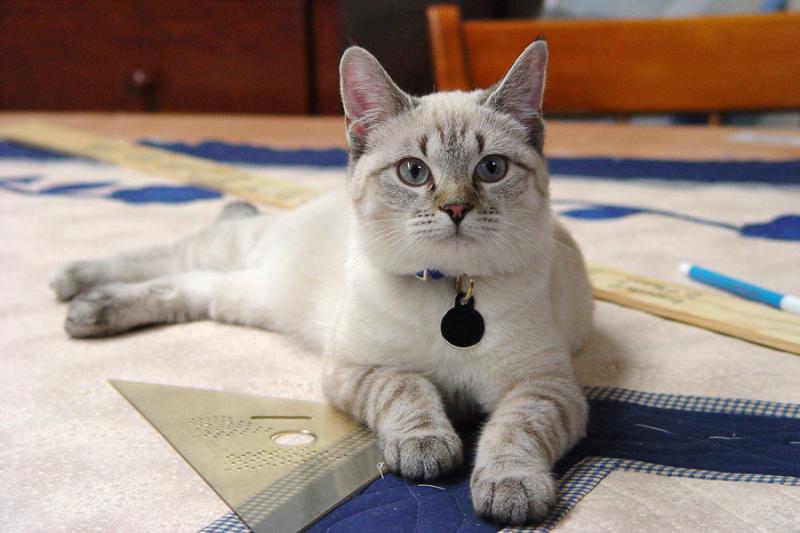 Cool Cat