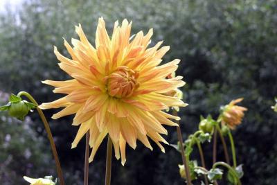 110804w tt dahlia 2zrmo.jpg