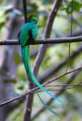 Quetzal Male Before changeover