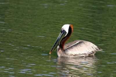 Brown Pelican