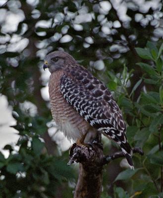 Red Shouldered Hawk