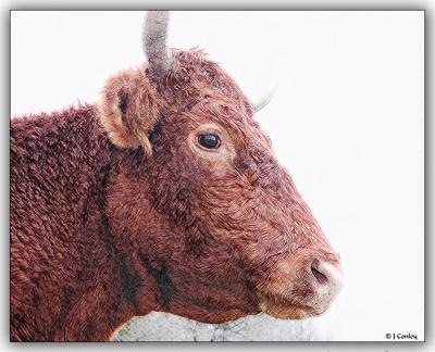 Curly the Cow