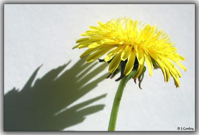 Dandelion and Shadow