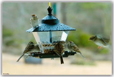 Coming In For Landing