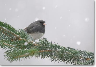Dark-eyed Junco