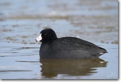 American Coot