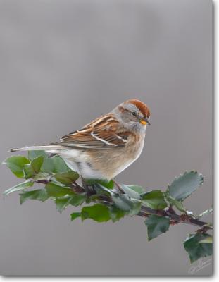 American Tree Sparrow