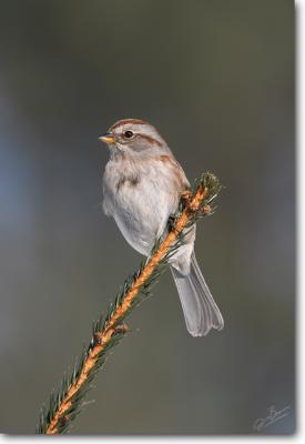 <!-- CRW_6613.jpg -->American Tree Sparrow