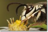 <!-- CRW_8120_frame.jpg -->Bald-faced Hornet