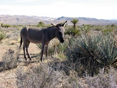 u39/jbecker/medium/25743423.Burro.jpg
