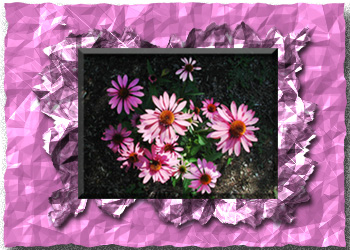 coneflowers_pink.jpg