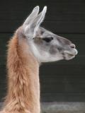 Lama