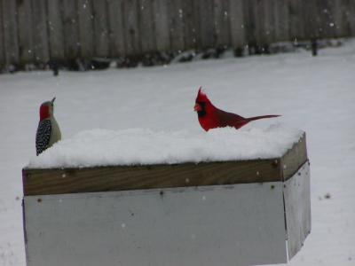 Northern Cardinal & Red-bellied Woodpecker