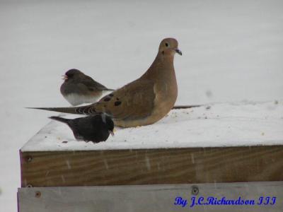 Mourning Dove & Two Black Phoebes
