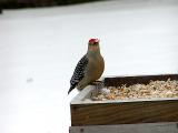 Red-bellied Woodpecker