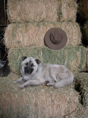 Carla's dog