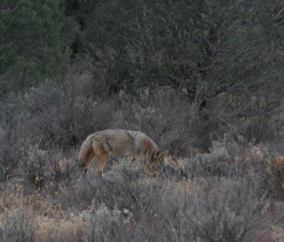 Coyote