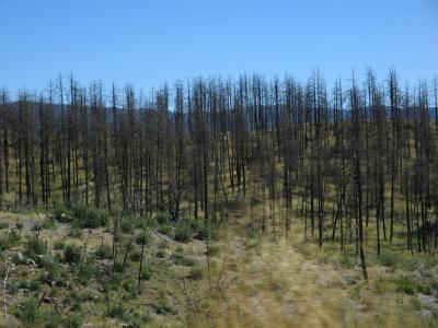 burnt trees outside of Prescott