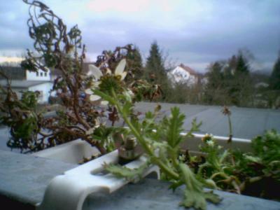 u39/jessie_wang/medium/35020622.Winter_Darmstadt.jpg