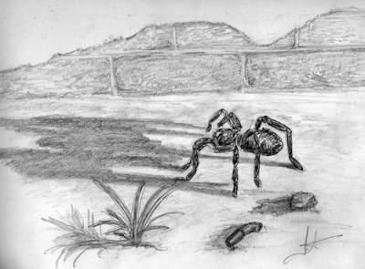 Spider -Original Sketch-