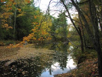 Pond in Maine