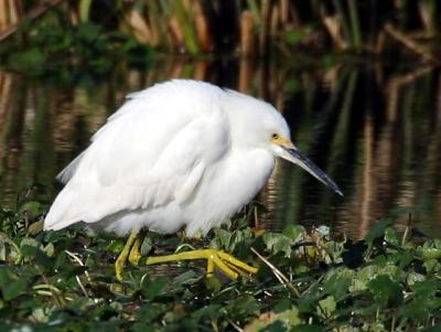 Snowy Egret