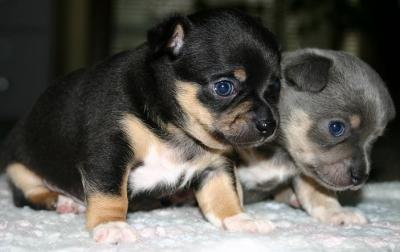 Tiny Puppies
