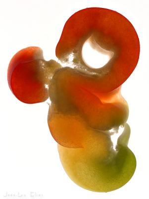 paprika-embryo