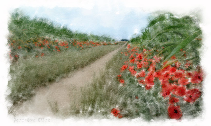 Poppies