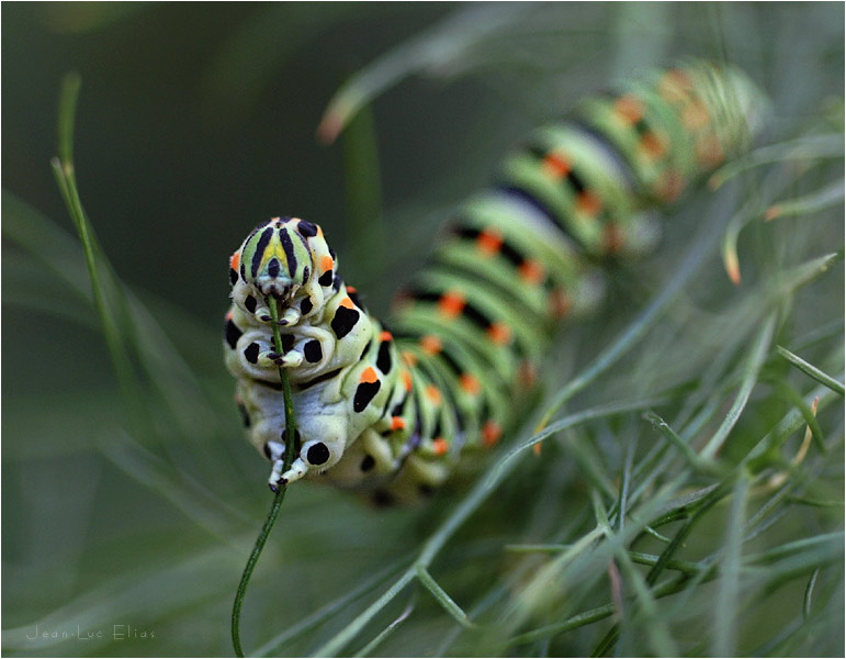 caterpillar