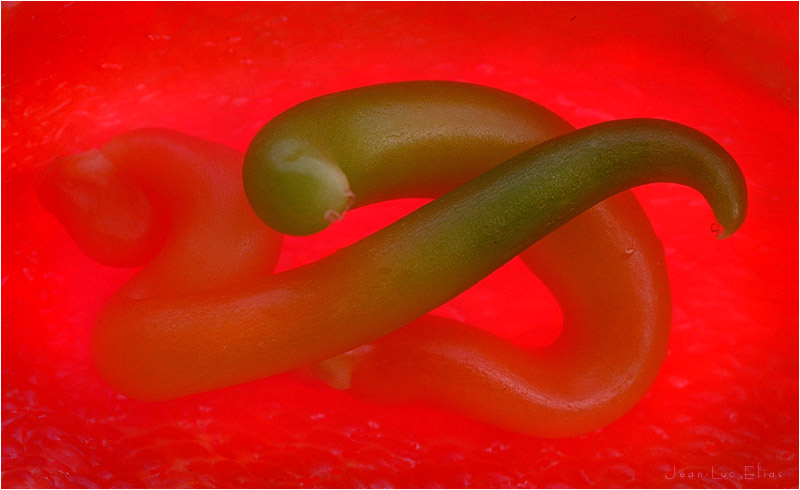 paprika2